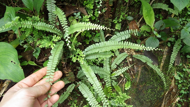 アジアンタム Adiantum caudatum Chiang Mai TK便 – 熱帯植物.com